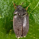 Black Carpet Beetle - photo 3
