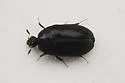 Black Carpet Beetle - photo 4