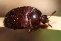 Black Carpet Beetle - photo 5