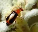 Attalus cf-cinctus