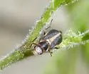 Attalus cinctus
