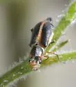 Attalus cinctus - photo 2