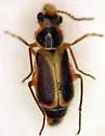 Attalus cinctus - photo 4