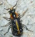 Attalus circumscriptus