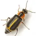 Attalus circumscriptus - photo 2