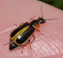 Attalus circumscriptus - photo 3