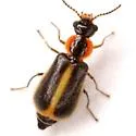 Attalus circumscriptus - photo 4