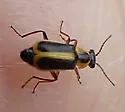 Attalus circumscriptus - photo 5