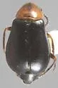 Attalus glabrellus