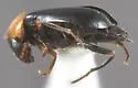 Attalus glabrellus - photo 2