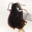 Attalus granularis