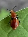 Attalus humeralis - photo 2