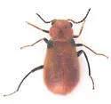 Attalus humeralis - photo 3