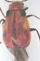 Attalus humeralis - photo 4
