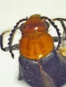 Attalus melanopterus - photo 2