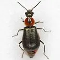 Attalus nigripes - photo 2