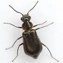 Attalus nigripes - photo 3