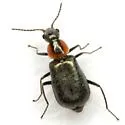 Attalus nigripes - photo 4
