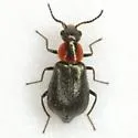 Attalus nigripes - photo 5