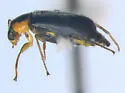 Attalus otiosus - photo 2