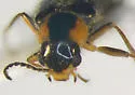 Attalus otiosus - photo 3