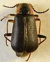 Attalus otiosus - photo 4