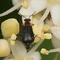 Attalus otiosus - photo 5