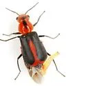 Attalus rufiventris - Attalus rufiventris
