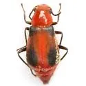 Attalus rufiventris - photo 2