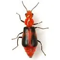 Attalus rufiventris - photo 3