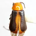 Attalus rufiventris - photo 4