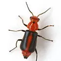 Attalus rufiventris - photo 5