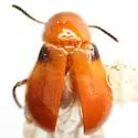 Attalus scapularis - photo 2