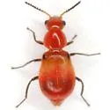Attalus scapularis - photo 4
