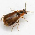 Attalus scincetus - photo 2
