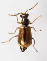 Attalus scincetus - photo 3