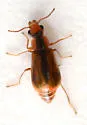 Attalus scincetus - photo 4