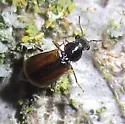 Attalus scincetus - photo 5
