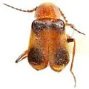 Attalus serraticornis