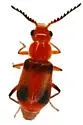Attalus serraticornis - photo 2