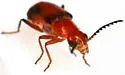 Attalus serraticornis - photo 3