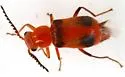 Attalus serraticornis - photo 4