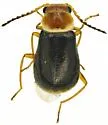 Attalus sp-one-ariz - photo 2