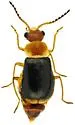 Attalus sp-one-ariz - photo 3