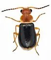 Attalus sp-one-ariz - photo 4