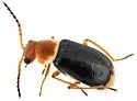 Attalus sp-one-ariz - photo 5