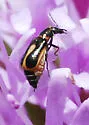 Attalus sp-one-calif - photo 2