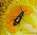Attalus sp-one-calif - photo 3