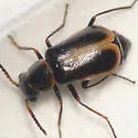 Attalus sp-one-calif - photo 4