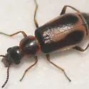 Attalus sp-one-calif - photo 5